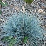 Festuca valesiaca Leaf