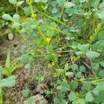 Trigonella stellata Alkat (teljes növény)
