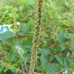 Amaranthus palmeri Fiore