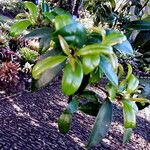 Syzygium australe Hoja