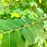 Breynia vitis-idaea Plod