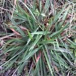 Armeria arenaria Feuille