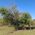 Salix aurita Hábito