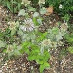 Monarda fistulosa Habit