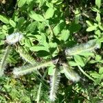 Cytisus supinus Fruit