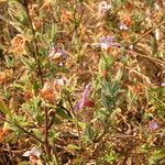 Strobilanthopsis linifolia Flower