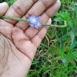 Stachytarpheta cayennensis Kvet