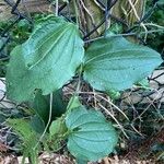 Smilax tamnoides Blatt