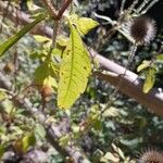 Dipsacus pilosusBlatt