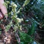 Talisia guianensis Flower