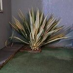 Agave americanaLeaf