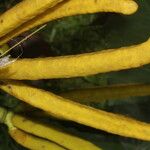 Cecropia insignis Flor