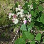 Rubus ulmifoliusKvet