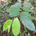 Xylopia aethiopica Φύλλο
