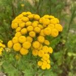Tanacetum vulgare Flower