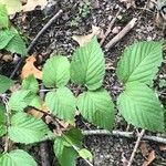 Rhodotypos scandens Fuelha