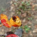 Aria edulis Fruit