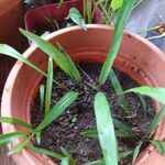 Cryptocoryne spiralis Yaprak