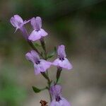 Micromeria marginata Flor