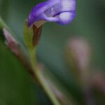 Torenia crustacea Flor