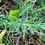 Euphorbia seguieriana Leaf