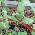 Ruellia tuberosa पत्ता