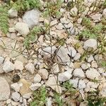 Spergularia diandra Hábito