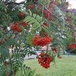 Sorbus aucupariaOvoce