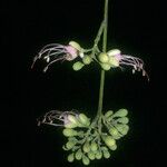 Eperua falcata 花