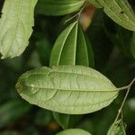 Celtis prantlii Hoja