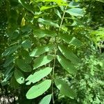 Robinia viscosaFoglia