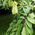 Carpinus japonica Leaf