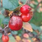 Cotoneaster simonsii Vrucht