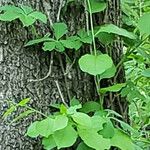 Celastrus orbiculatus Leaf