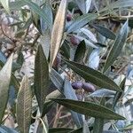 Olea europaea Leaf