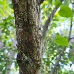 Syringa vulgaris Bark