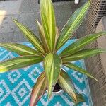 Cordyline fruticosaLeaf