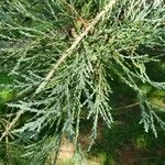 Sequoiadendron giganteum Leaf