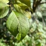 Styrax japonicus Folha