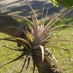 Tillandsia pohliana 葉