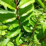 Zanthoxylum caribaeum Delienn