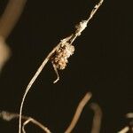 Cyperus subsquarrosus Fruit