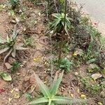 Aloe divaricata Otro