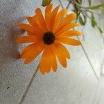Dimorphotheca sinuata 花