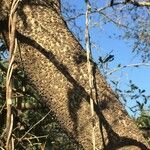 Searsia gueinzii Bark