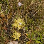 Pinguicula caerulea Habit