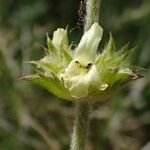 Sideritis fruticulosa Квітка