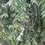Dendrobium crumenatum Flor