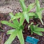 Crinum moorei Leaf