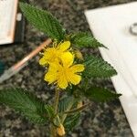 Corchorus hirtus 花